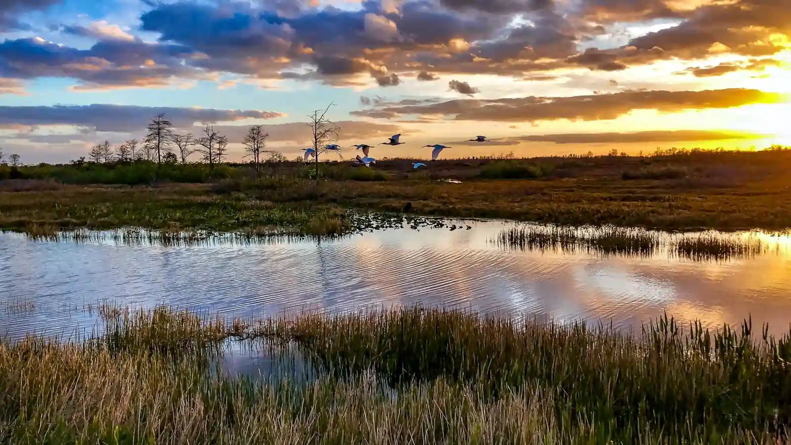 everglades national park (1)